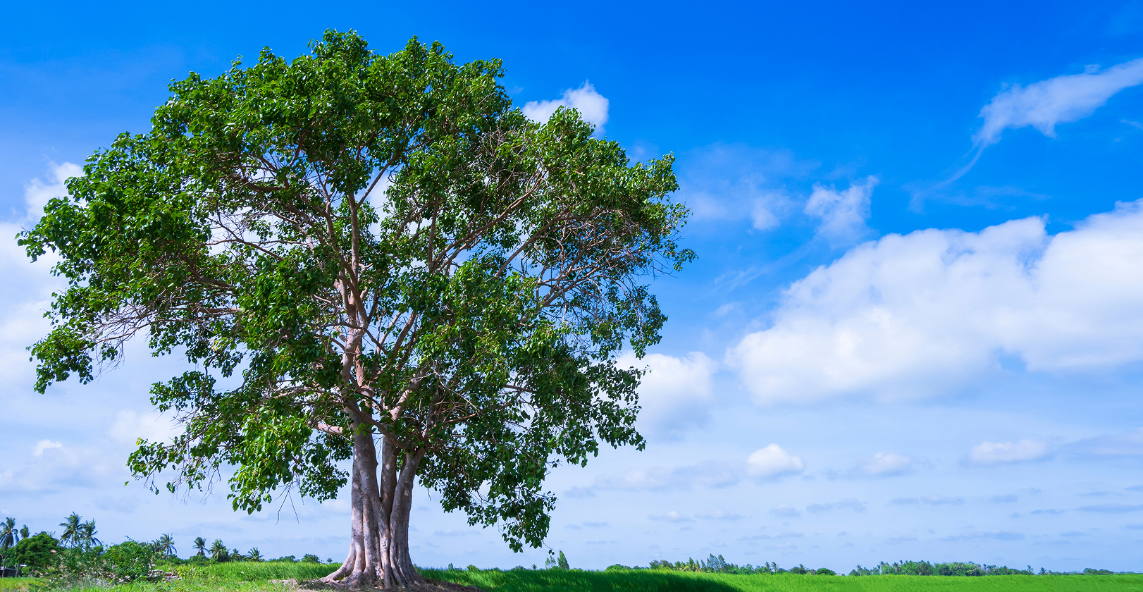 Βιωσιμότητα